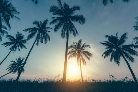 Silhouette coconut palm trees on beach at sunset. Vintage tone.の写真素材