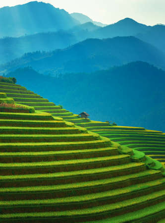 Rice fields on terraced of Mu Cang Chai, YenBai, Vietnam. Vietnam landscapes.の写真素材