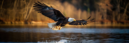 Closeup of a bald eagle taking flightの素材