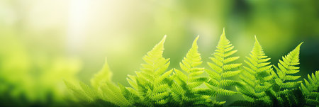 Beautiful natural background border with fresh juicy light green foliage of fern in sunlight in spring summer and defocused bokeh outdoors in natureの素材