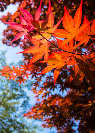 Red maple leafs
