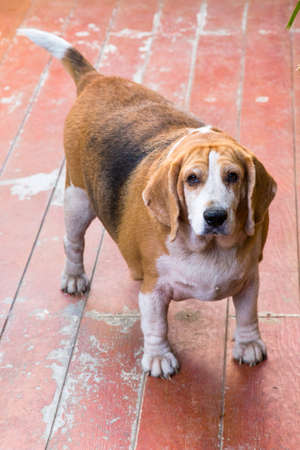 Fat Beagle stand by for play
