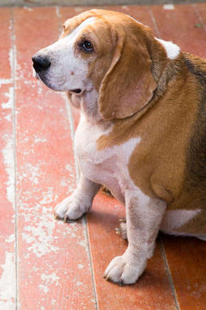 Fat Beagle stand by for play