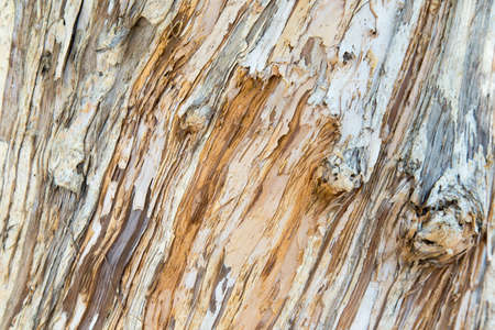 Wood Texture