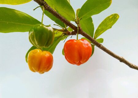 Thai cherries growing on the tree on white backgroundの素材
