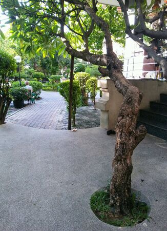 The tree branch guide to the sunshine garden.の素材