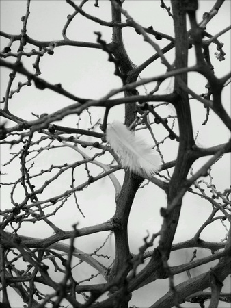 Feather and drywood branch in black and white close up view.の素材