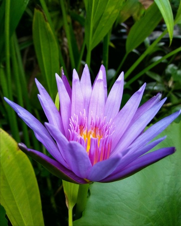 Violet flower bloom close up view.の素材
