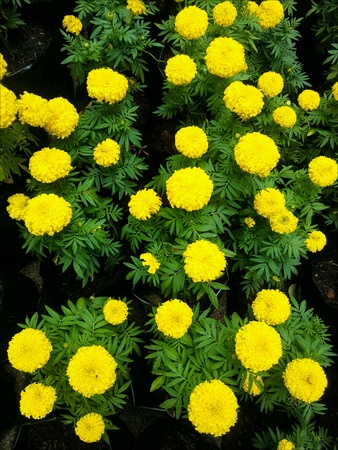 Yellow flowersの素材