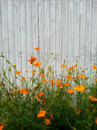 Orange flowersの素材