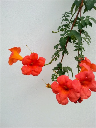 Oranges flower white background close up view.の素材