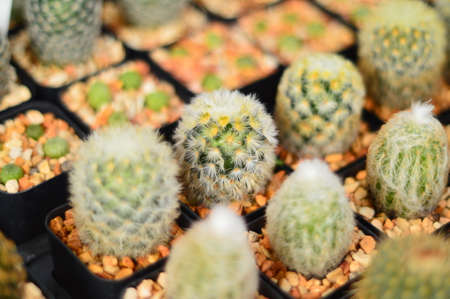 mammillaria の写真素材