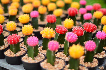 Colorful Cactusの写真素材