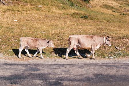 Cows on the road in the Pyrenees, Andorraの写真素材