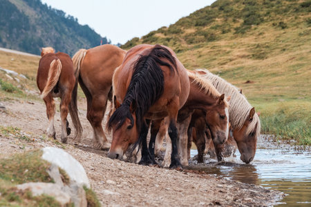 Horses at the watering hole in the mountains on a summer dayの写真素材
