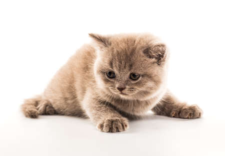 Funny British kitten isolated on white backgroundの写真素材