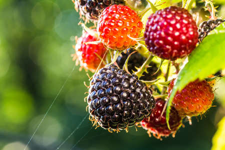 Raspberries. Growing Organic Berries closeup.の写真素材