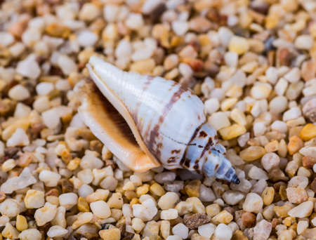 Sea shells on sand. Summer beach background. Top view