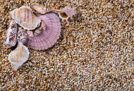 Sea shells on sand. Summer beach background. Top view