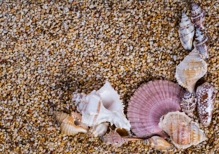 Sea shells on sand. Summer beach background. Top viewの写真素材