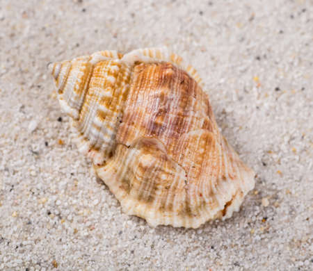 Sea shells on sand. Summer beach background. Top viewの写真素材
