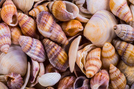 Sea Shells Seashells! - variety of sea shells from beach - panoramic - with large scallop shell.の写真素材