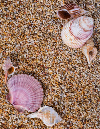 Sea shells on sand. Summer beach background. Top viewの写真素材