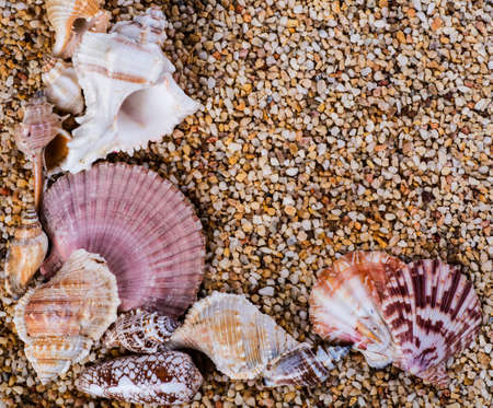 Sea shells on sand. Summer beach background. Top viewの写真素材