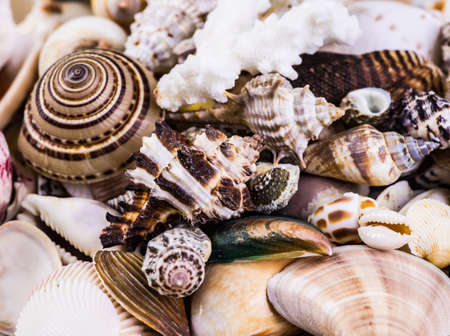 variety of sea shells from beach - panoramic - with large scallop shell.