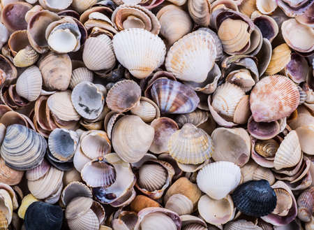 variety of sea shells from beach - panoramic - with large scallop shell.