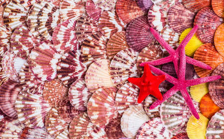 variety of sea shells from beach - panoramic - with large scallop shell.の写真素材