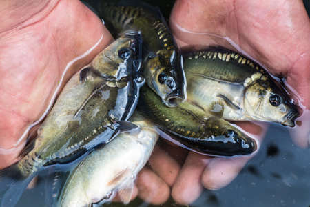 Small carp lying in the palm of the fisher.