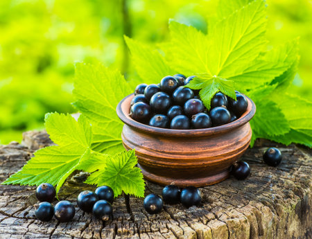 Black currants in a bowlの写真素材