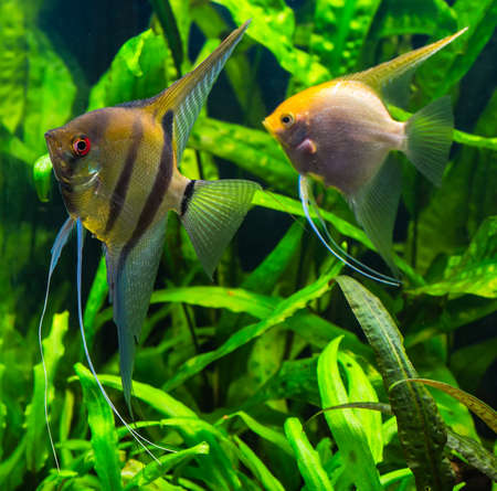 zebra angelfish pterophyllum scalare aquariumの写真素材