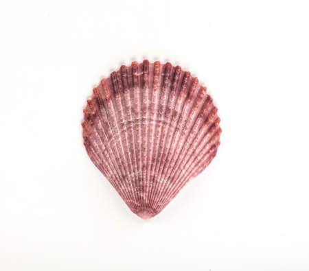 sea shell isolated