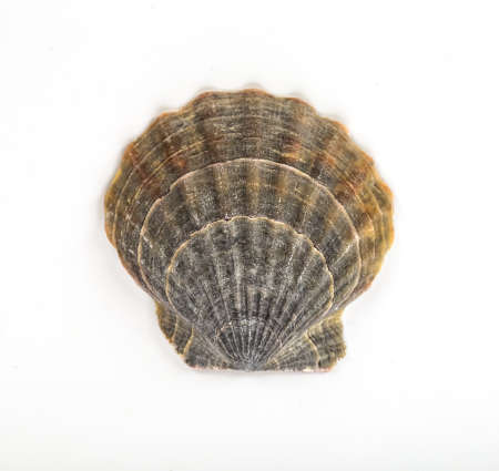 sea shell isolated