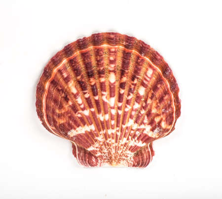 sea shell isolated