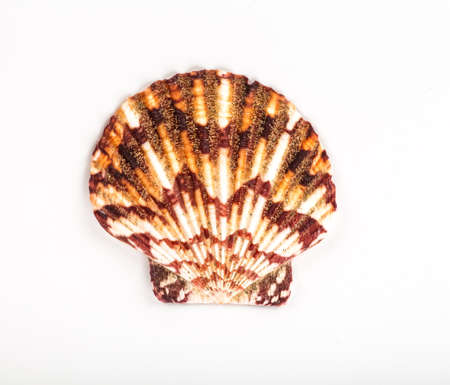 sea shell isolated