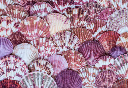 Seashell background, lots of different seashells piled togetherの素材 [FY31072748086]