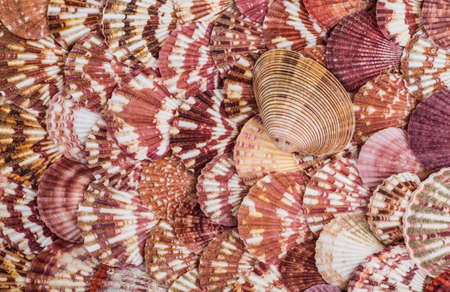 Seashell background, lots of different seashells piled together