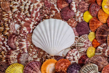 starfish, seashells and stones