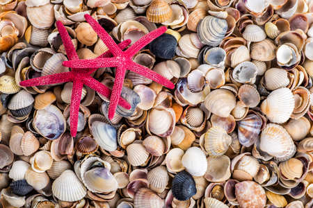 Sea Shells Seashells! - variety of sea shells from beach - panoramic - with large scallop shell.の写真素材