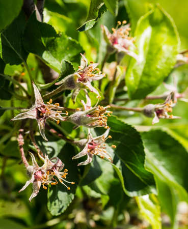 Flowers of the apple tree in springの写真素材