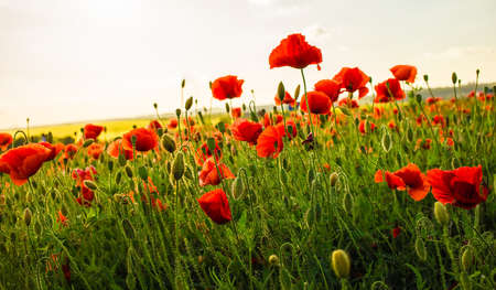 Field of poppies on a sunsetの写真素材