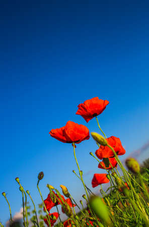 Field of poppies on a sunsetの写真素材