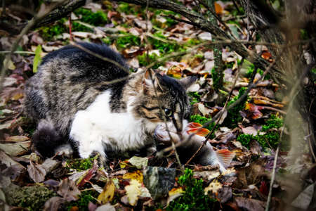 cat holding fish teeth in anticipation of foodの写真素材