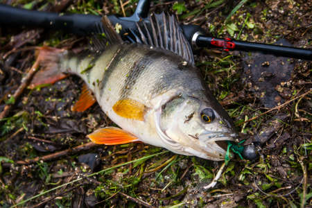 Fishing On Jig. Perch on the hook in the hand of angler above the water.