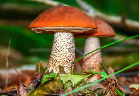 Cute penny bun mushroom is growing in the grass. The beautiful small brown cap of a cep is in the focus. It is vegetarian diet food. The mushroom grows in Ukrainian Carpathian Mountains in the forest.の写真素材
