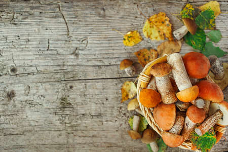 Variety of uncooked wild forest mushrooms yellow boletus, birch mushrooms, russules over dark textured rusty background. Rustic style, natural day light. Top view, food background conceptの写真素材