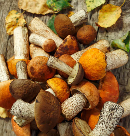 Fresh porcini mushrooms on rustic wooden background, side viewの写真素材